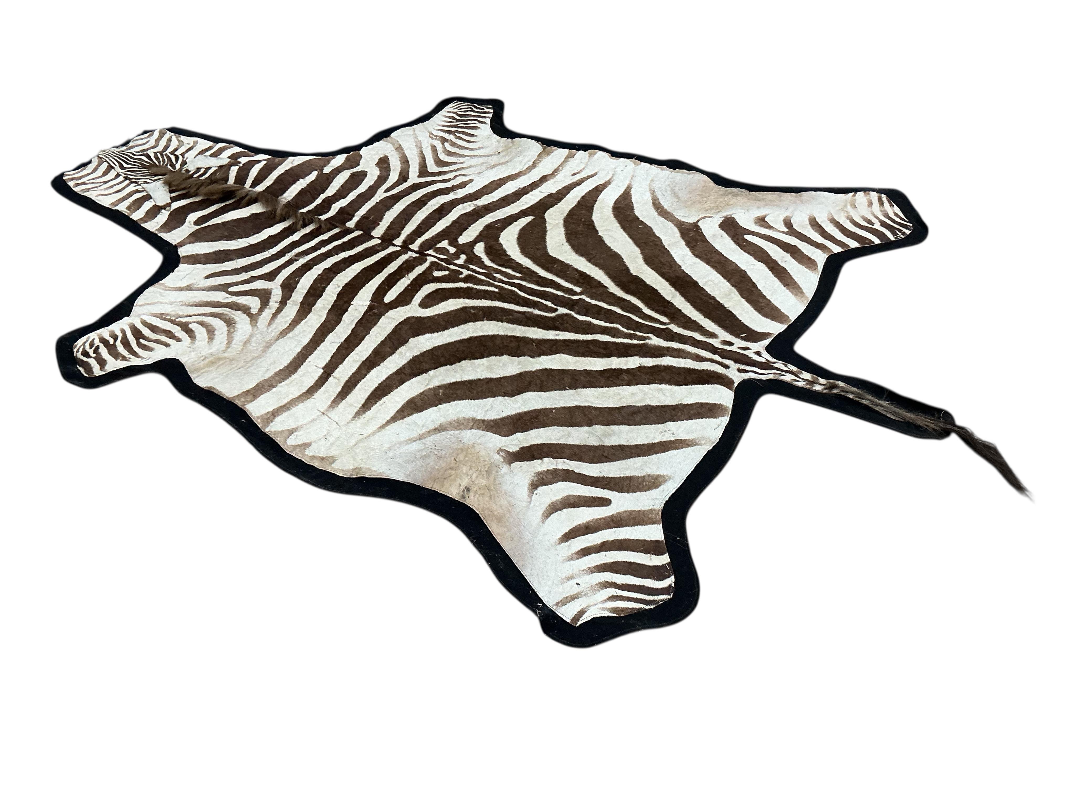 A felt backed zebra skin rug, approx. 240 x 170cm